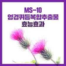 MS-10 엉겅퀴등복합추출물