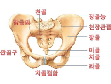 관절존