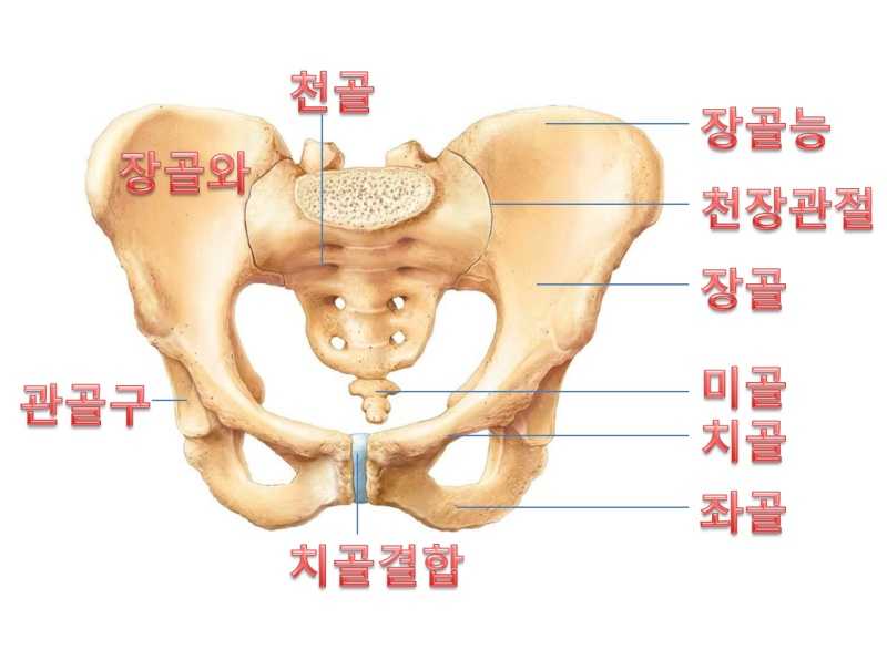 관절존