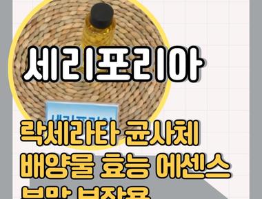 세리포리아 락세라타 균사체 배양물