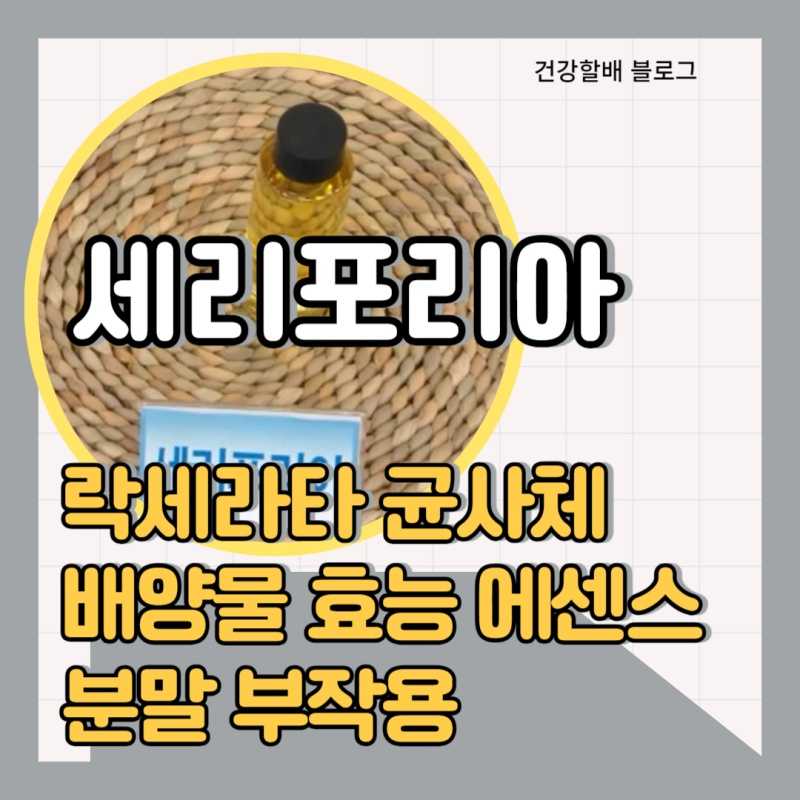 세리포리아 락세라타 균사체 배양물