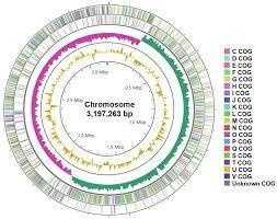 Lactiplantibacillus plantarum Q180