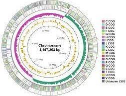 Lactiplantibacillus plantarum Q180