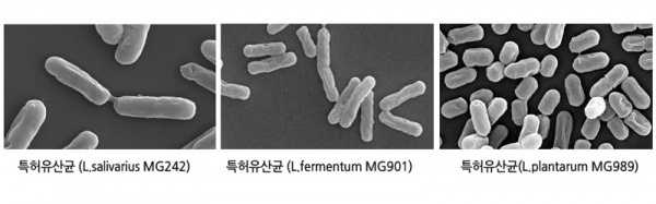 락토바실러스 퍼멘텀 375 1,000억