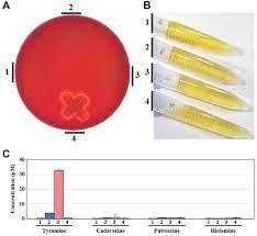 Lactiplantibacillus plantarum Q180